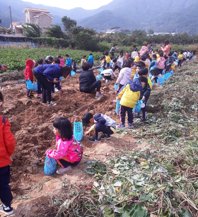 영암농장(여주,작두콩,고구마) 사진3